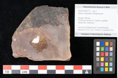 Foto (Objekt + Etikett) von Quercus palaeoilex Ettingshausen (NHMW-GEO-2024-0188-0775)